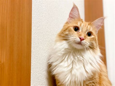 毛長|毛の長い猫種5選！代表的な種類と飼い方 